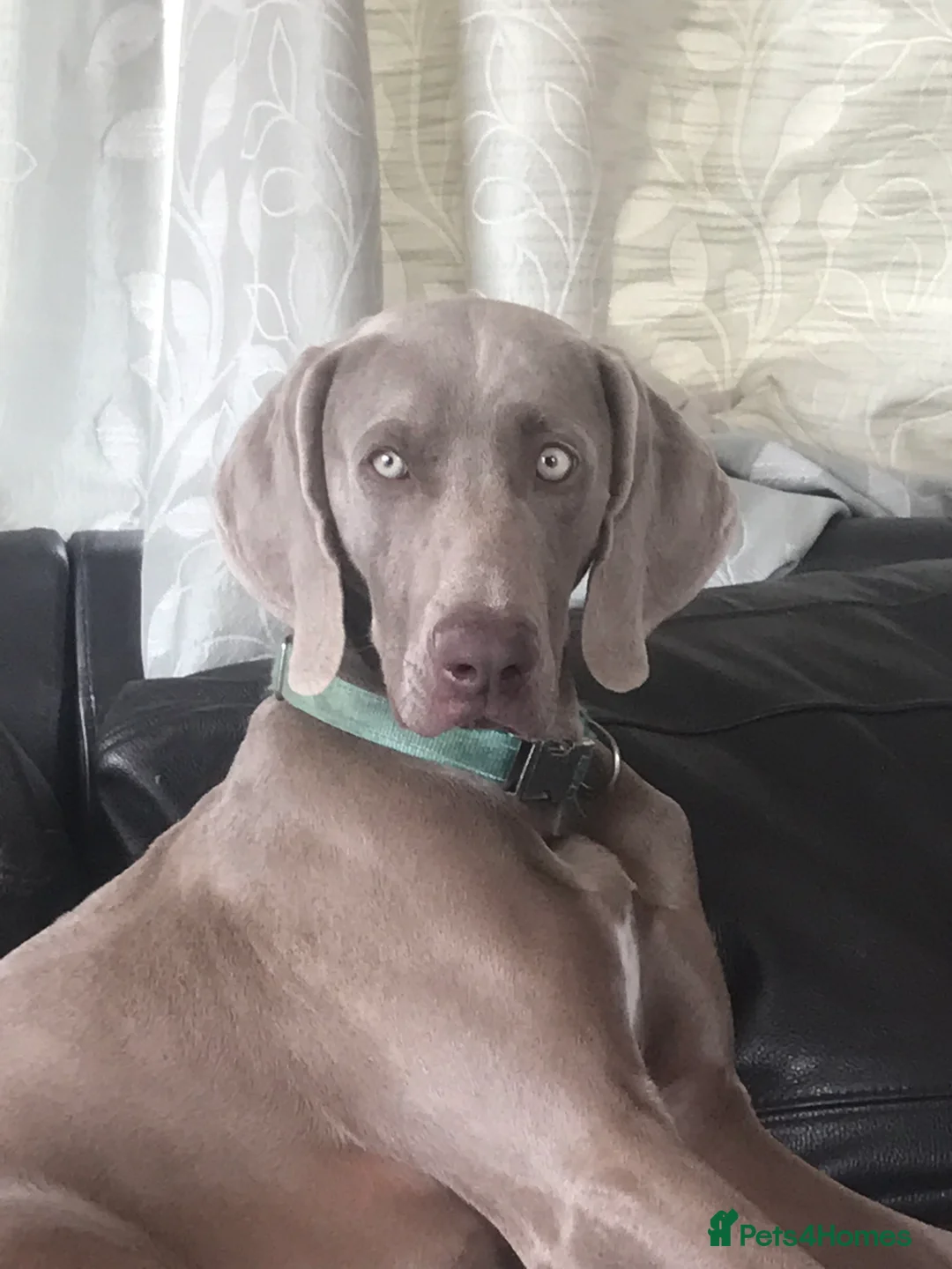 Weimaraner dogs for stud: Stud handsome Weimaraner  - Advert 1