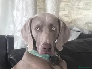 Weimaraner dogs Stud handsome Weimaraner - Advert 2