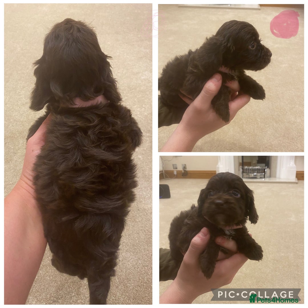 Cockapoo dogs for sale: F1 cockerpoo puppies  - Advert 7