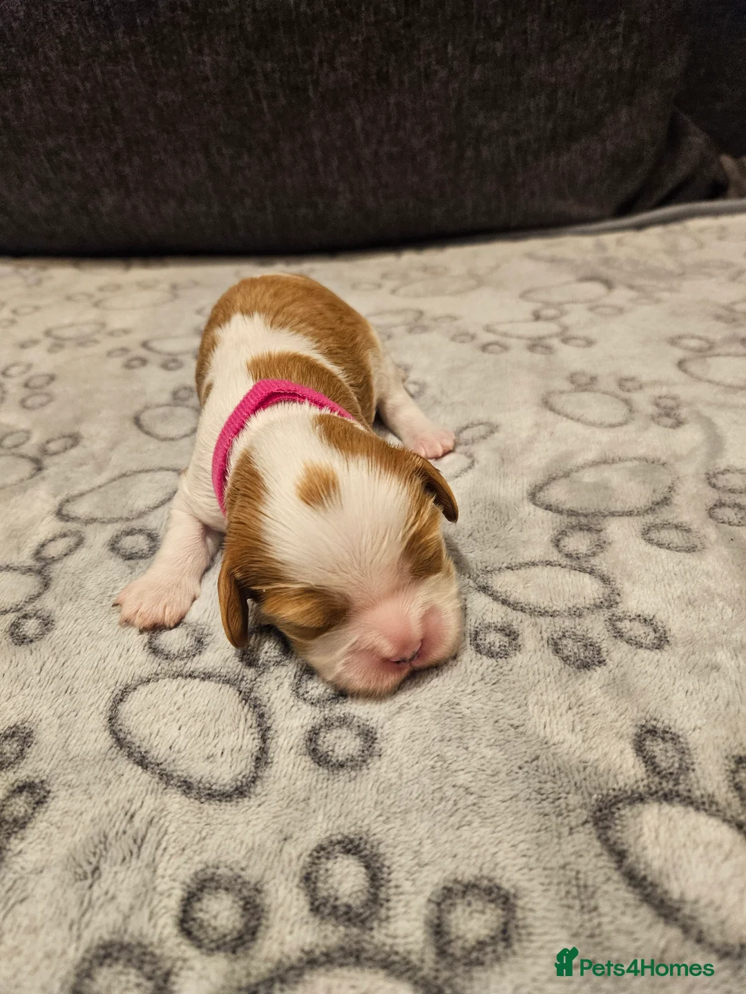 Cavalier King Charles Spaniel dogs for sale: * KC reg Cavalier King Charles Spaniel * - Advert 2