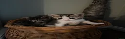 Mixed Breed cats for sale: Bingo Cross Bengal, Maine coon in Holt - Advert 7