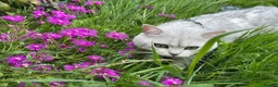 British Shorthair cats for stud: BSH stud - Advert 10