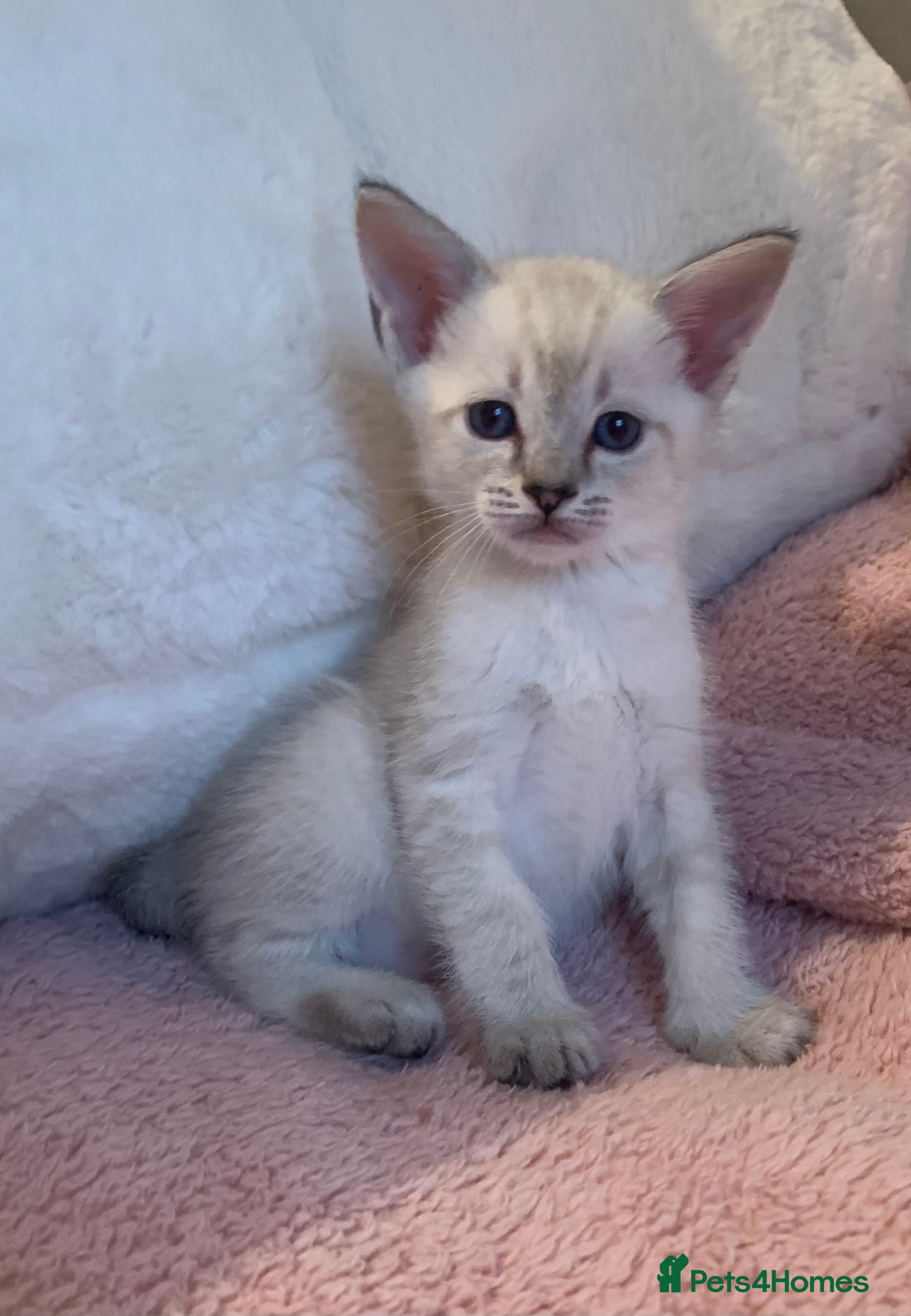 Siamese cats Siamese x Maine coon  - Advert 1