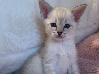 Siamese cats Siamese x Maine coon - Advert 1