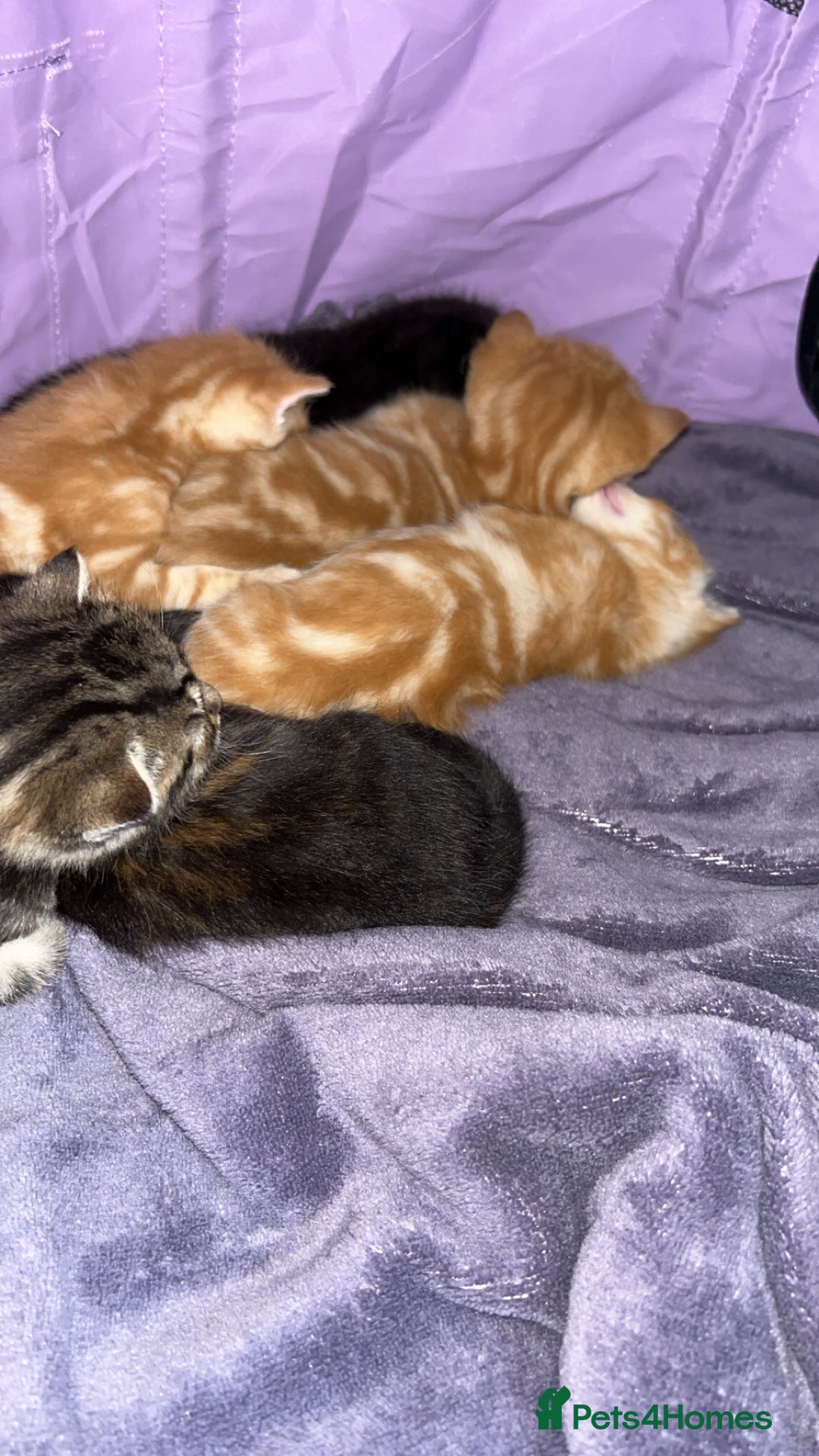 British Shorthair cats for sale: Kittens for sale  - Image 1