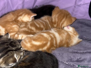 British Shorthair cats - Advert 5