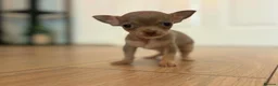 Chihuahua dogs for sale: Tiny Female chihuahua puppies  - Advert 3