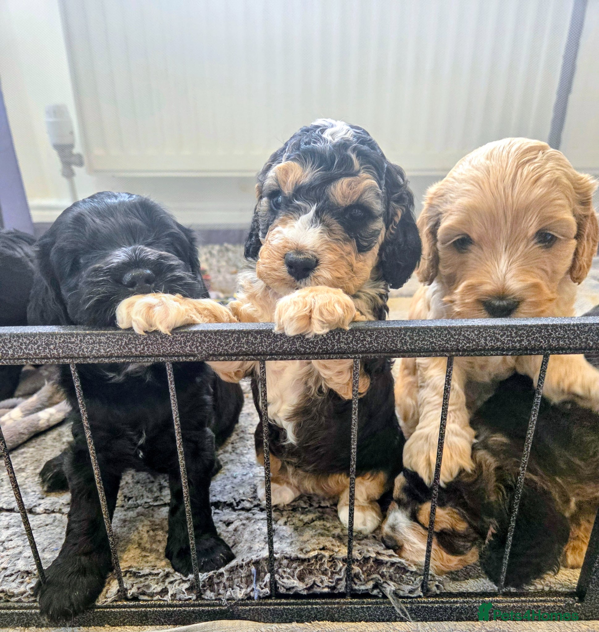 Cockapoo dogs Cockapoo puppies - Advert 1