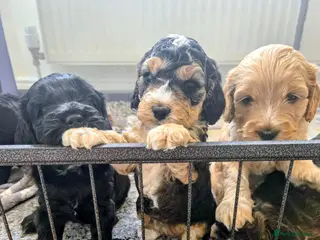 Cockapoo dogs Cockapoo puppies - Advert 14