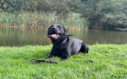 Labrador Retriever dogs for sale: 7yo Male Labrador KC Registered - Image 13