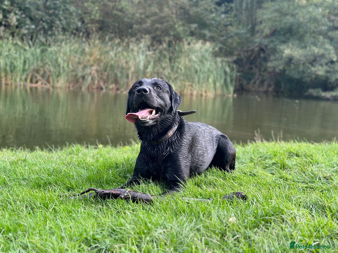 Labrador Retriever dogs for sale: 7yo Male Labrador KC Registered - Image 13