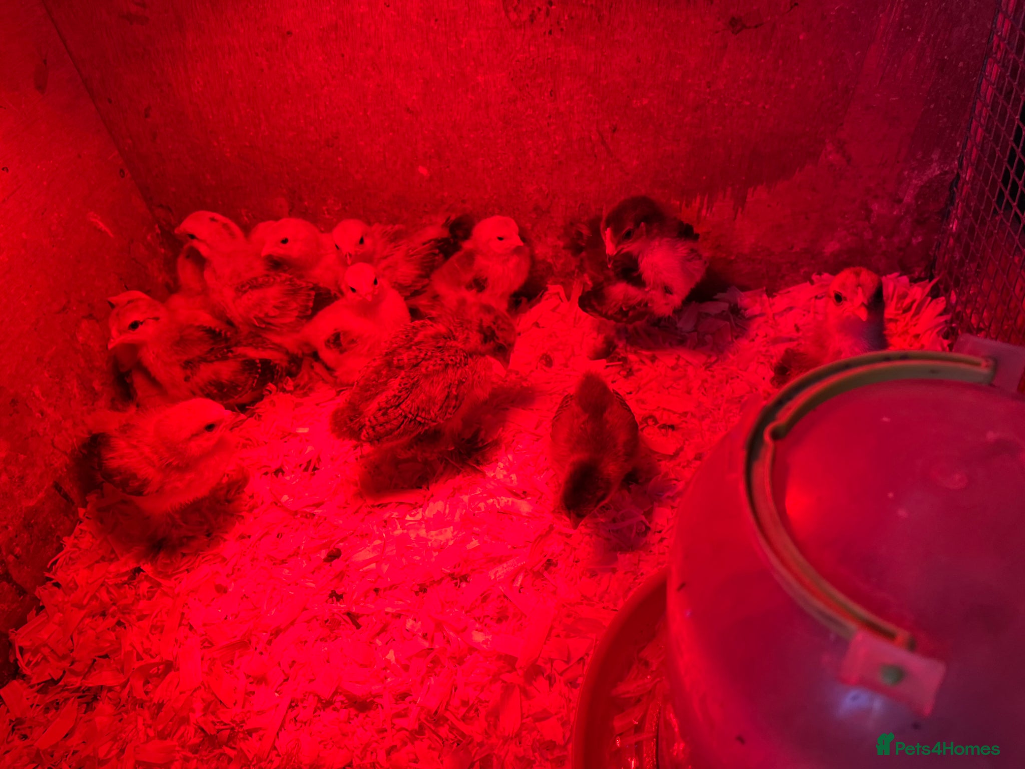 Chickens poultry Bantam chicks  - Advert 1