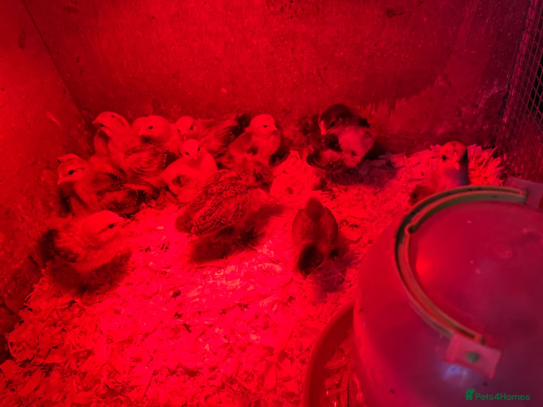 Chickens poultry for sale: Bantam chicks  - Advert 1