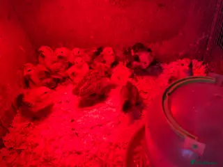 Chickens poultry Bantam chicks - Advert 1