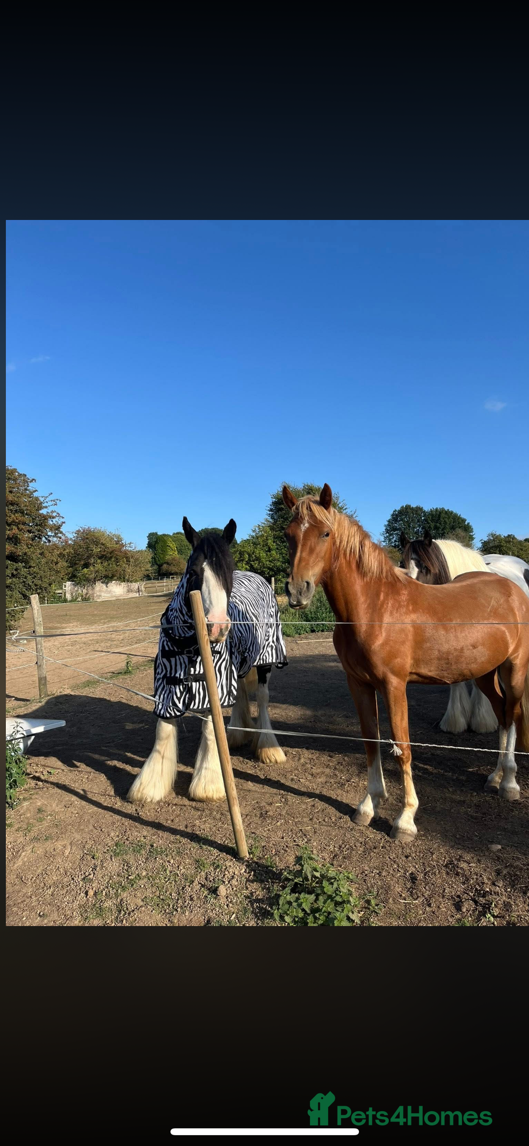 Welsh Section B horses for sale: ELSA🧡 - Advert 12