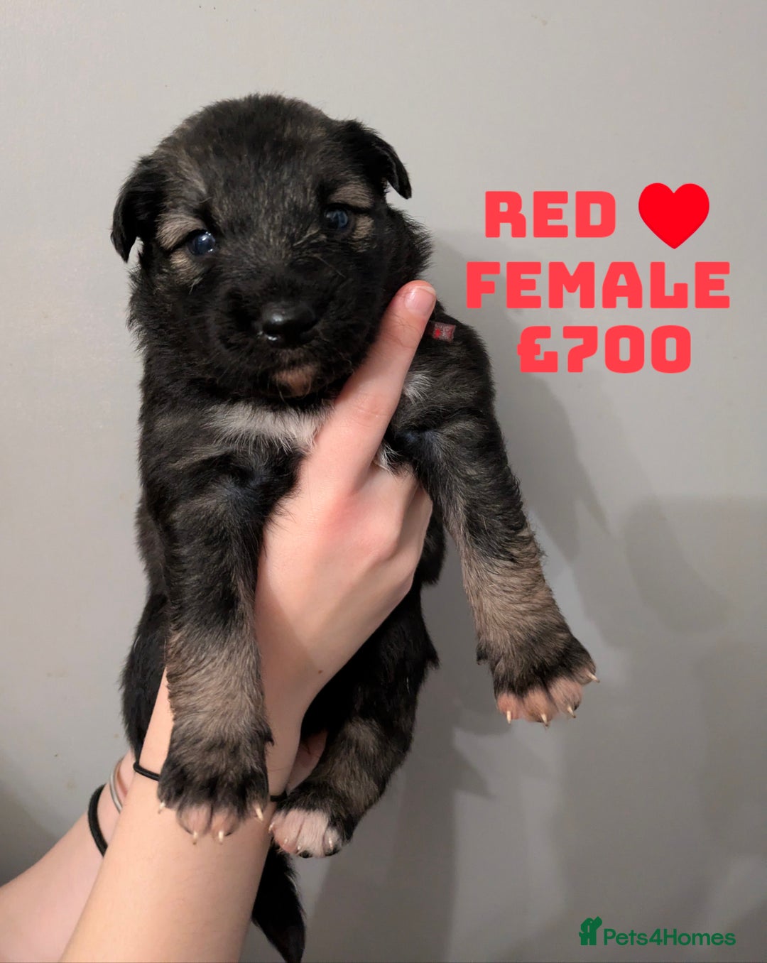 Shepsky dogs for sale: 7 Beautiful Shepsky pups for sale (3 boys 4 girls) - Image 15