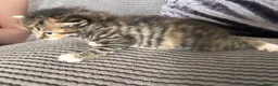 Mixed Breed cats for sale: Maine coon x ragdoll x kittens - Advert 17