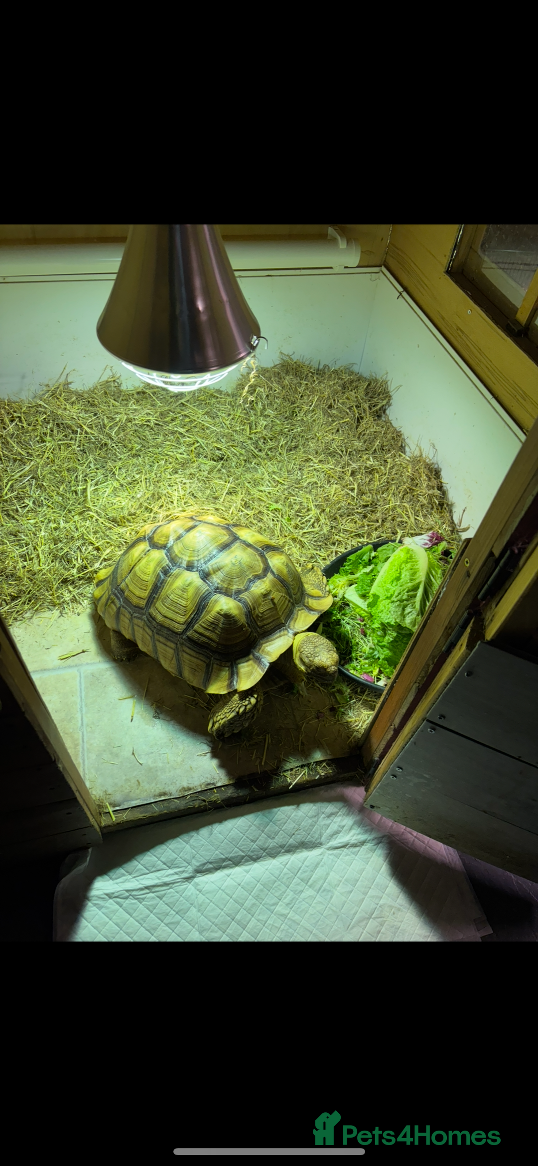 Tortoise reptiles for sale: Sulcata tortoise  - Advert 3
