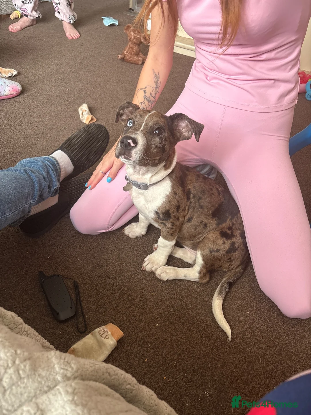 Mixed Breed dogs for sale: Puppy - Advert 3