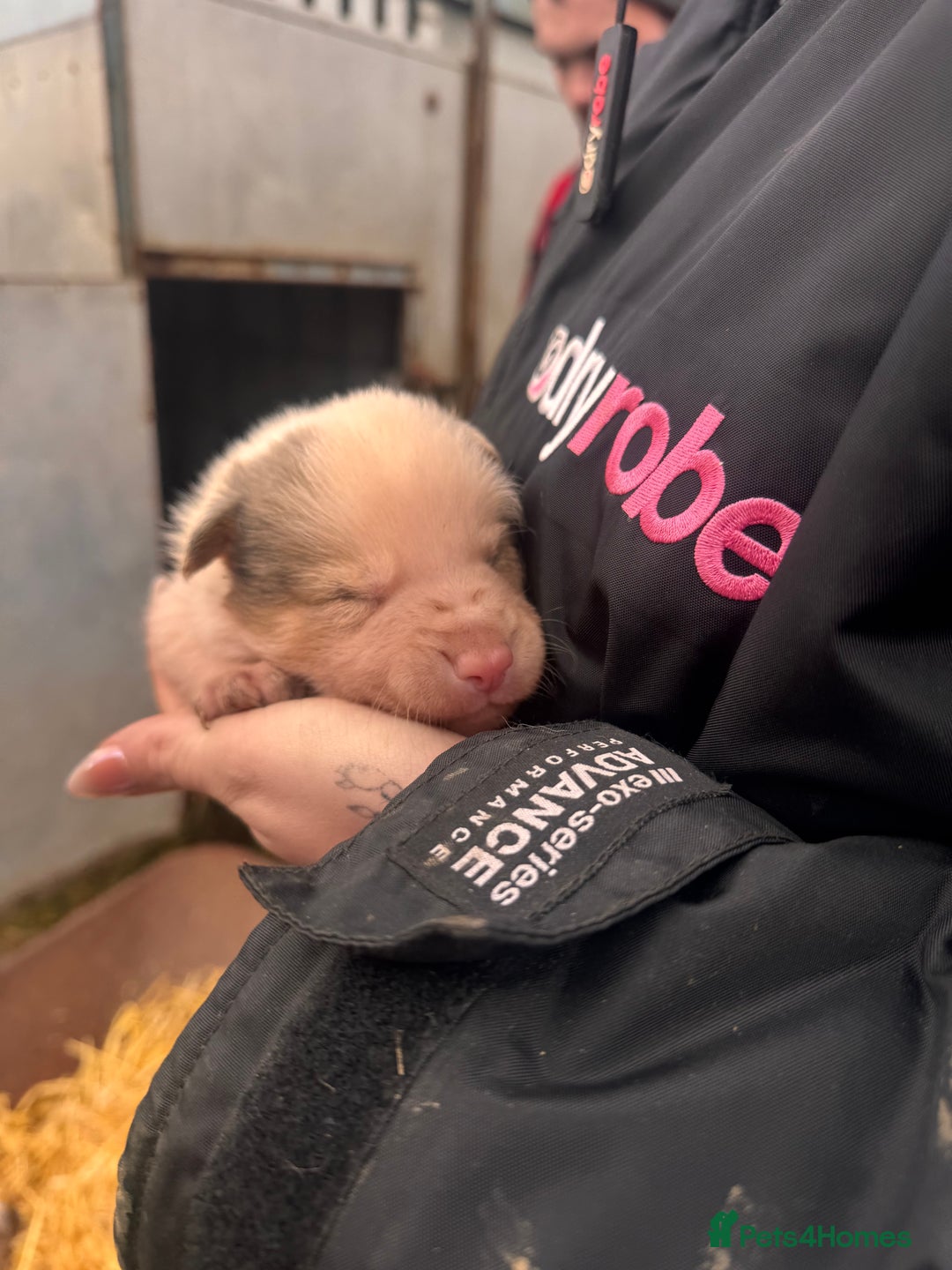 Border Collie dogs for sale: Blue merle collies - Advert 22