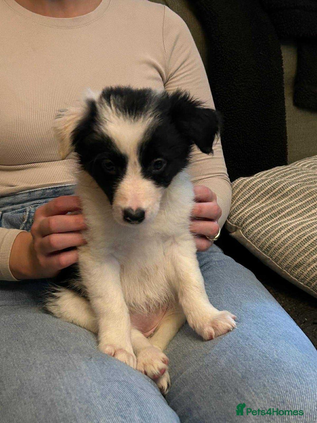 Border Collie dogs for sale: Border Collie Bitch Pups - Advert 2