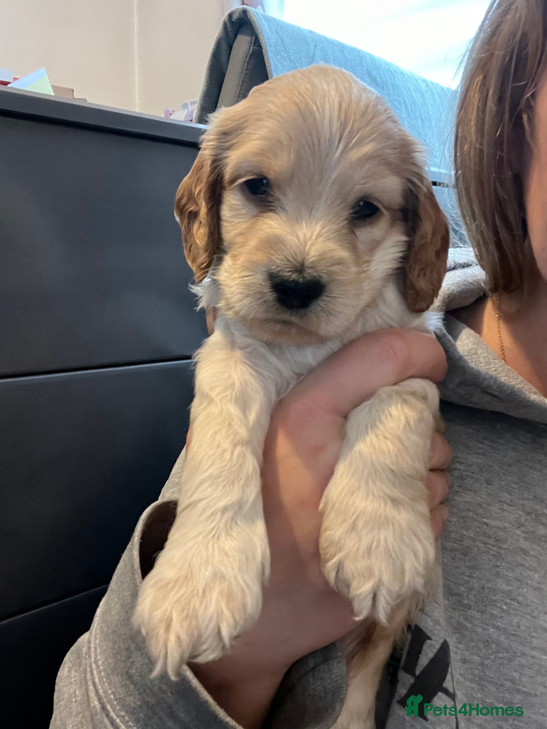 Cockapoo dogs F1b cockapoo puppies  - Advert 5