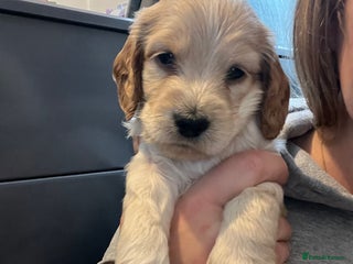 Cockapoo dogs F1b cockapoo puppies - Advert 4