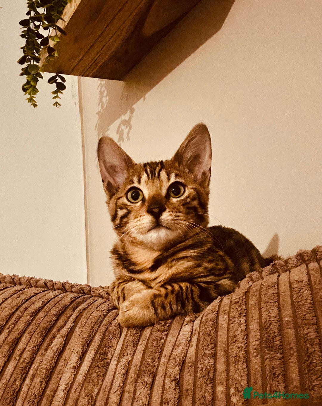Bengal cats for sale: Tica registered bengal girl kitten 15 weeks - Advert 2