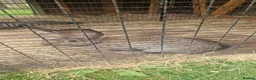Continental Giant rabbits for sale: Continental Giant rabbits - Advert 5