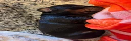 Miniature Dachshund dogs for sale: MINIATURE DACHSHUNDS TO FIND THEIR FOREVER HOME 🏡 - Advert 14