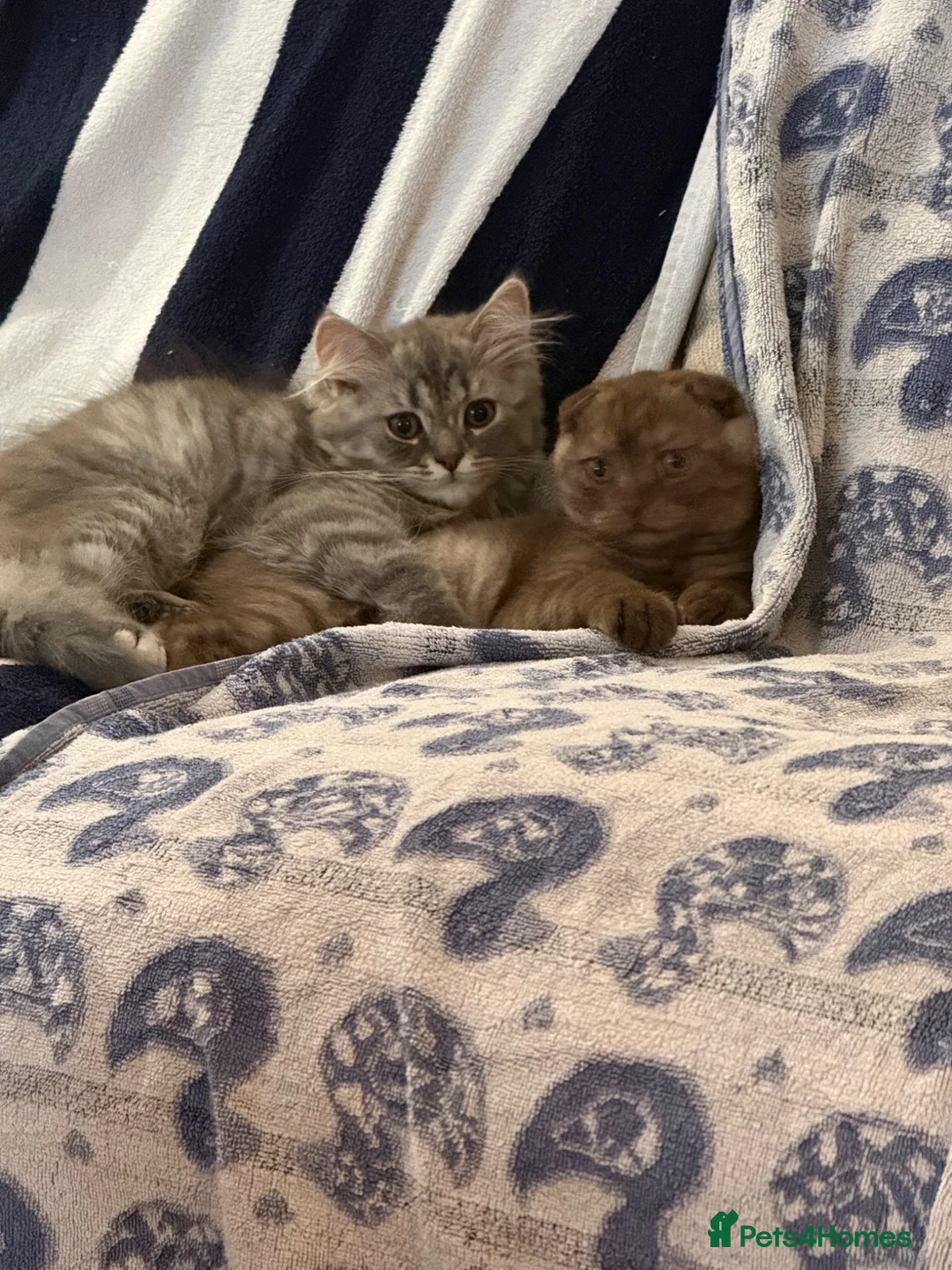 Mixed Breed cats for sale: Beautiful boy and girl for sale - Advert 7
