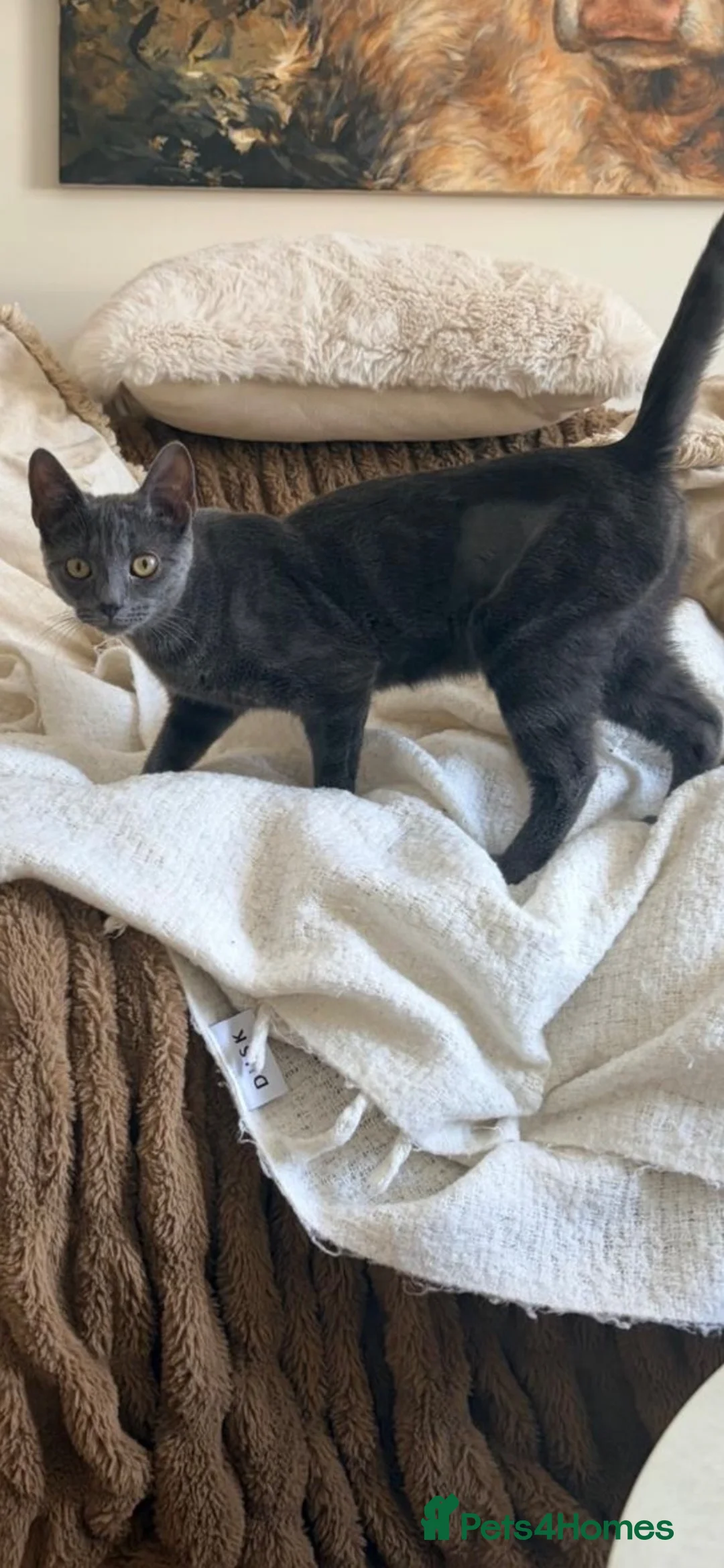 Domestic Shorthair cats for adoption: Maya, Margot & Mabel - looking for a home TOGETHER in Fleet - Advert 2