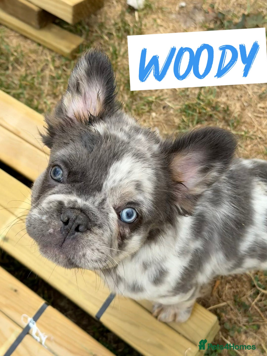 French Bulldog dogs for sale: ⭐️DWKC FLUFFY & FLUFFY CARRIER FRENCHIE PUPPIES ⭐️ in Driffield - Image 1
