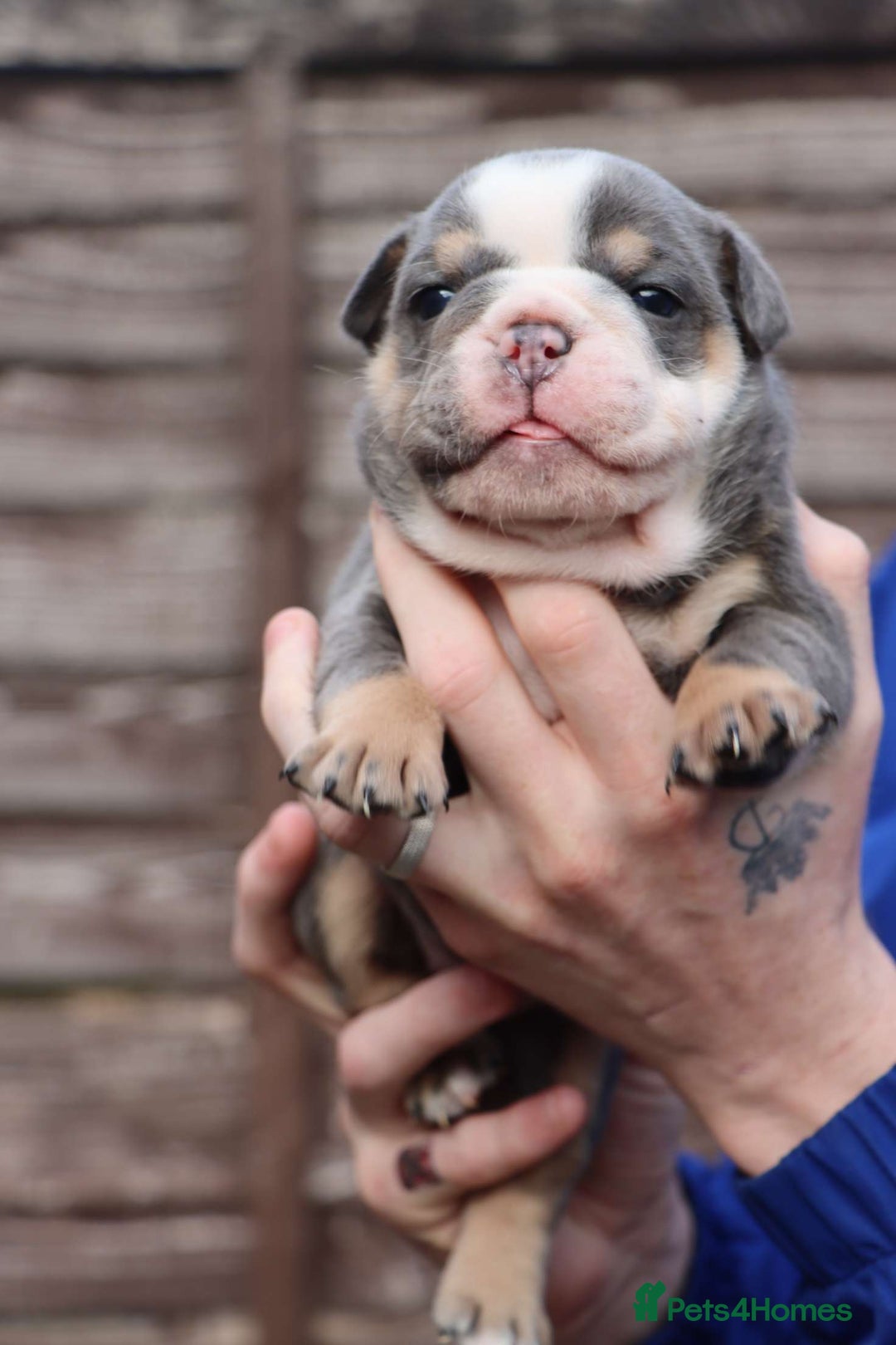 English Bulldog dogs for sale: English bulldogs - Image 2