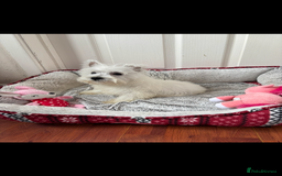 West Highland Terrier dogs for sale: 4 stunning west highland terrier puppies for sale - Image 4