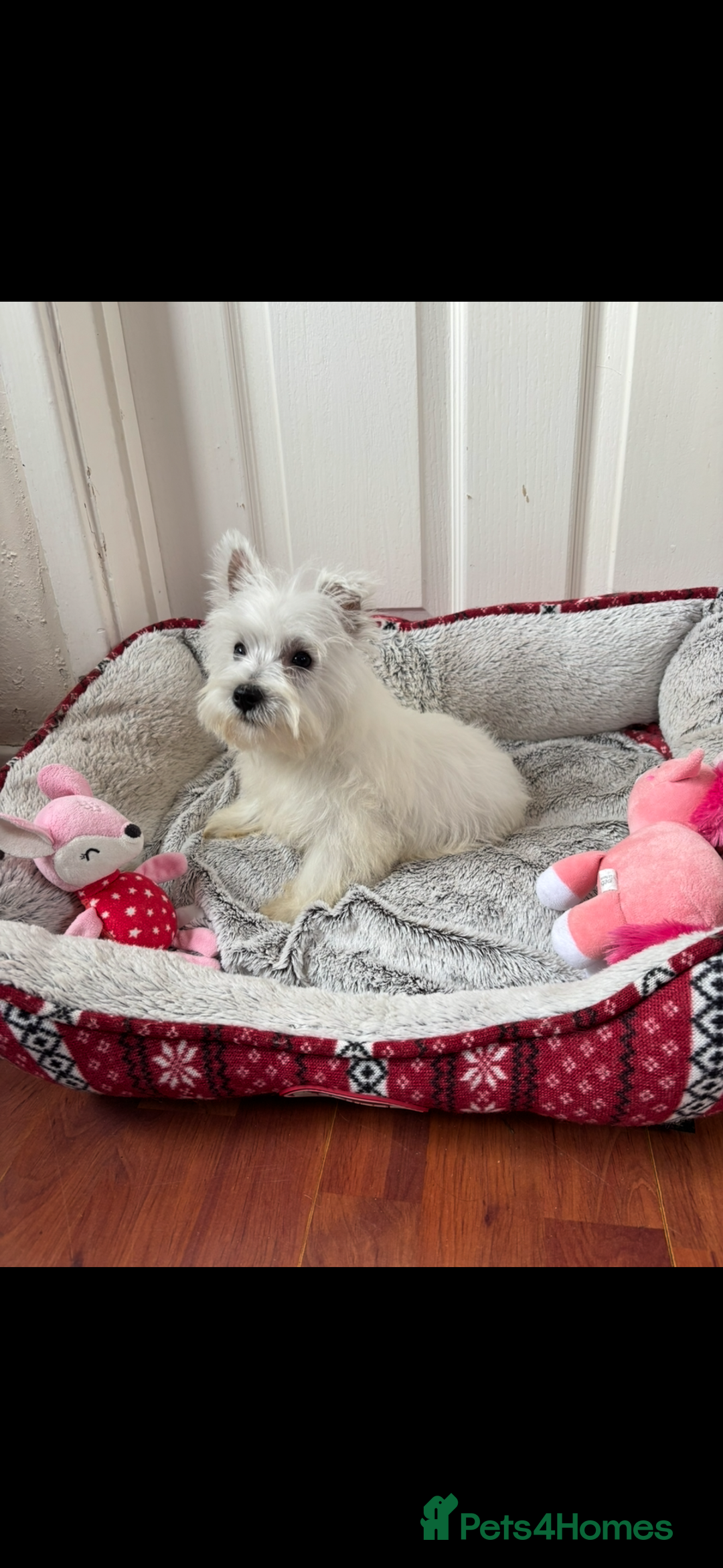 West Highland Terrier dogs for sale: 4 stunning west highland terrier puppies for sale - Image 4