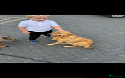 Labrador Retriever dogs for sale: Labrador !!******!! - Image 2