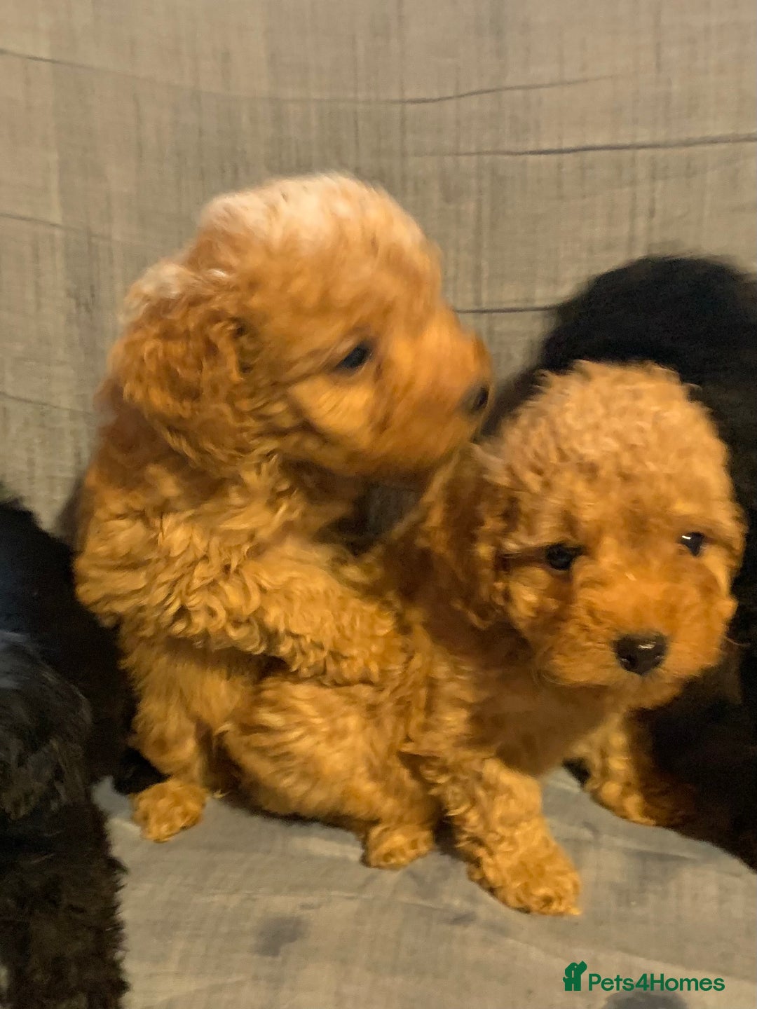 Cockapoo dogs for sale: Beautiful toy cockapoo puppies  - Advert 5