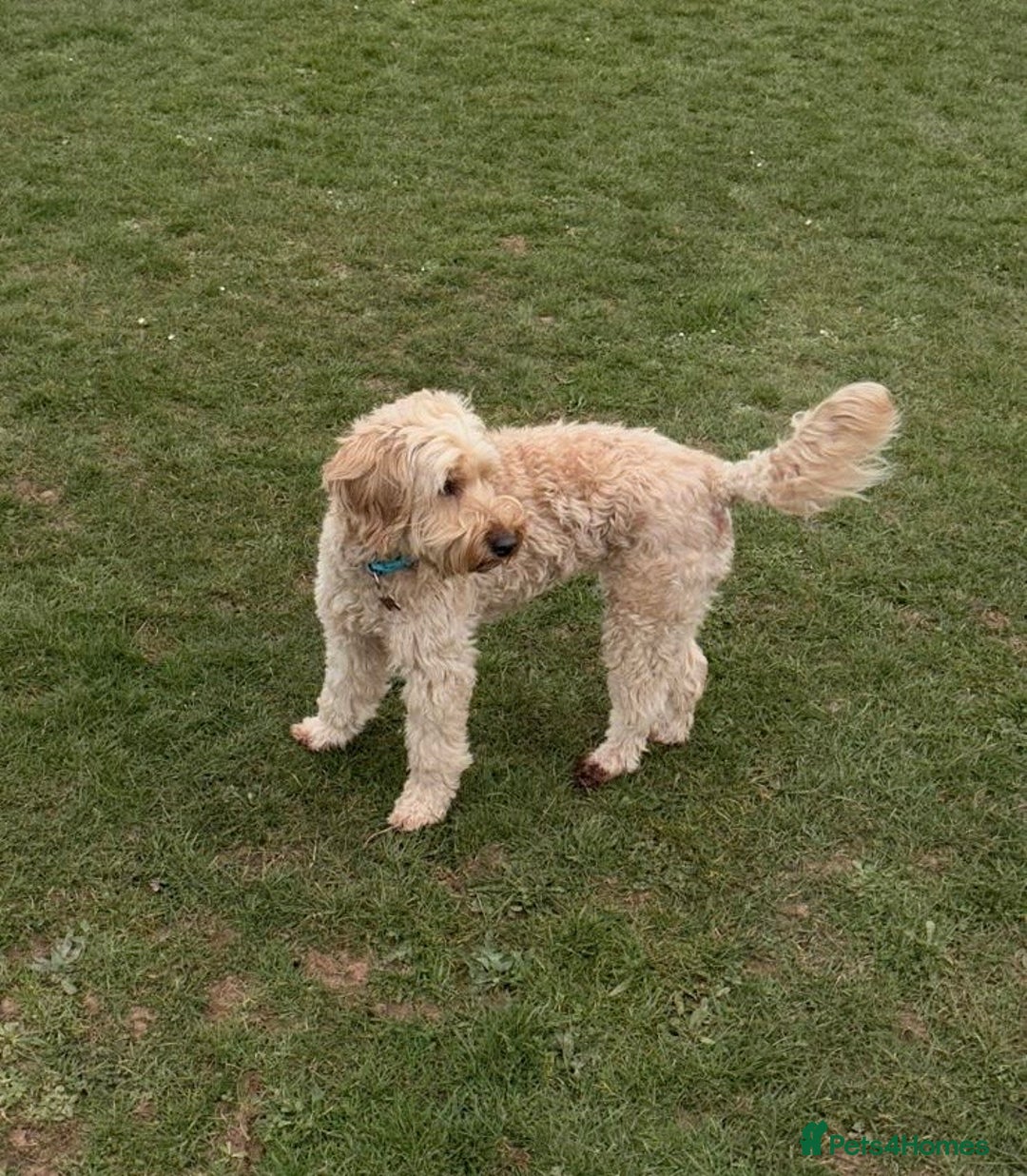 Mixed Breed dogs for sale: Miniature Double Doodles - Advert 5