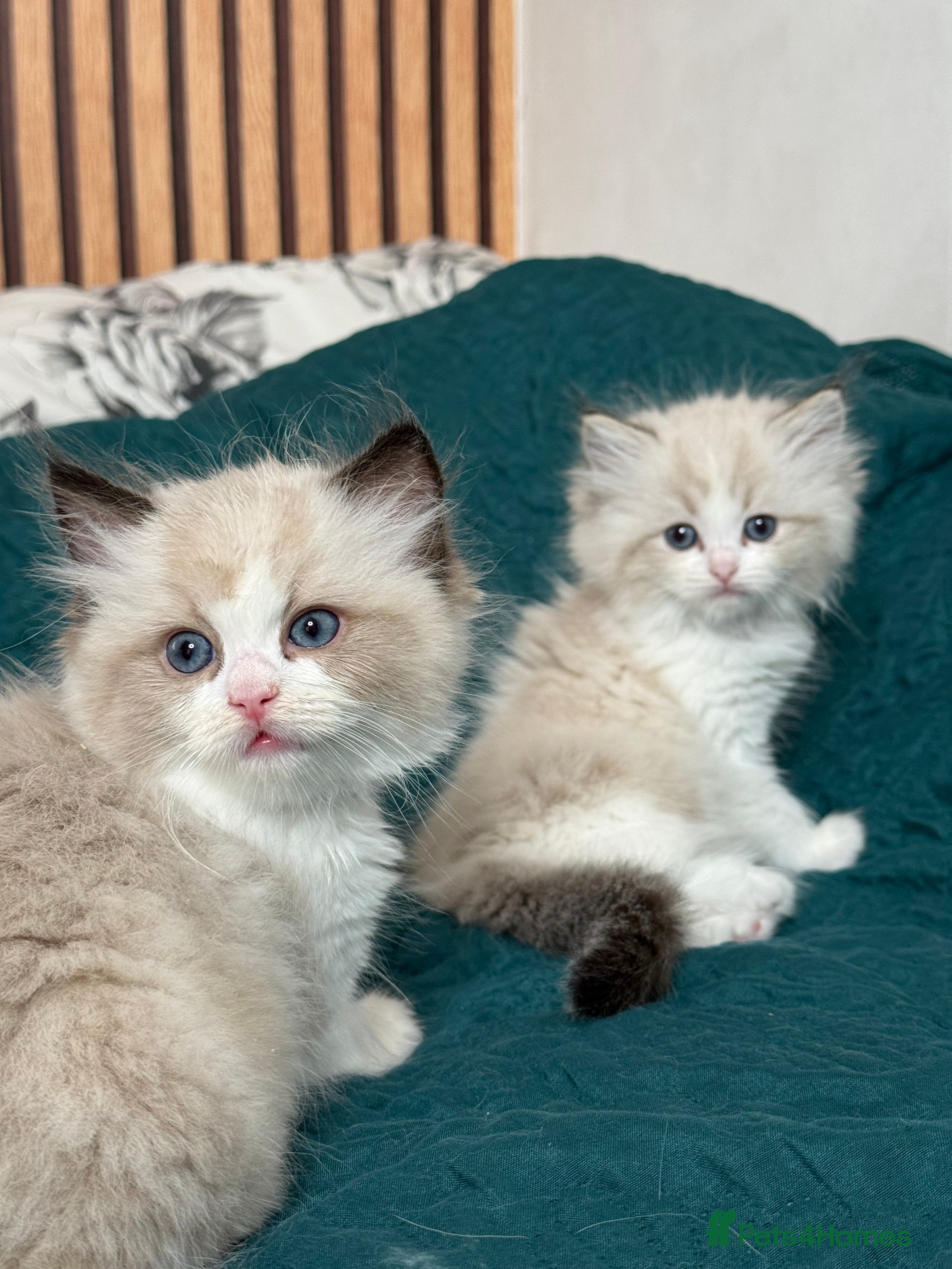 Ragdoll cats Beautiful Ragdoll kittens  - Advert 1