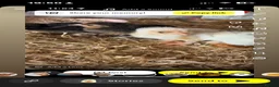 Chickens poultry for sale: 6x hatching eggs  - Advert 3