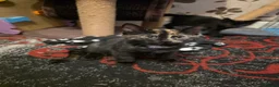 Mixed Breed cats for sale: Four Adorable and Feisty Kittens for Sale - Advert 5