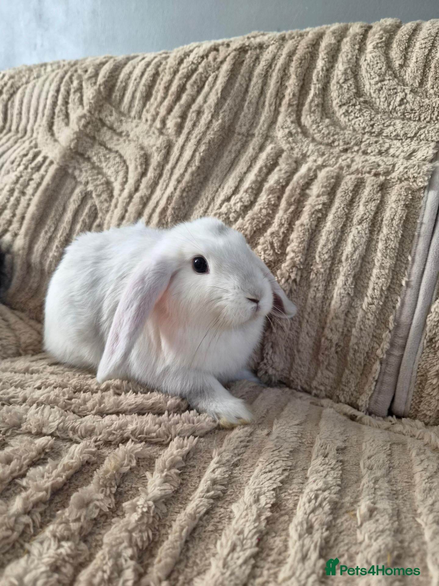 Mini Lion Lop rabbits (READY NOW) 1 LEFT - Advert 2