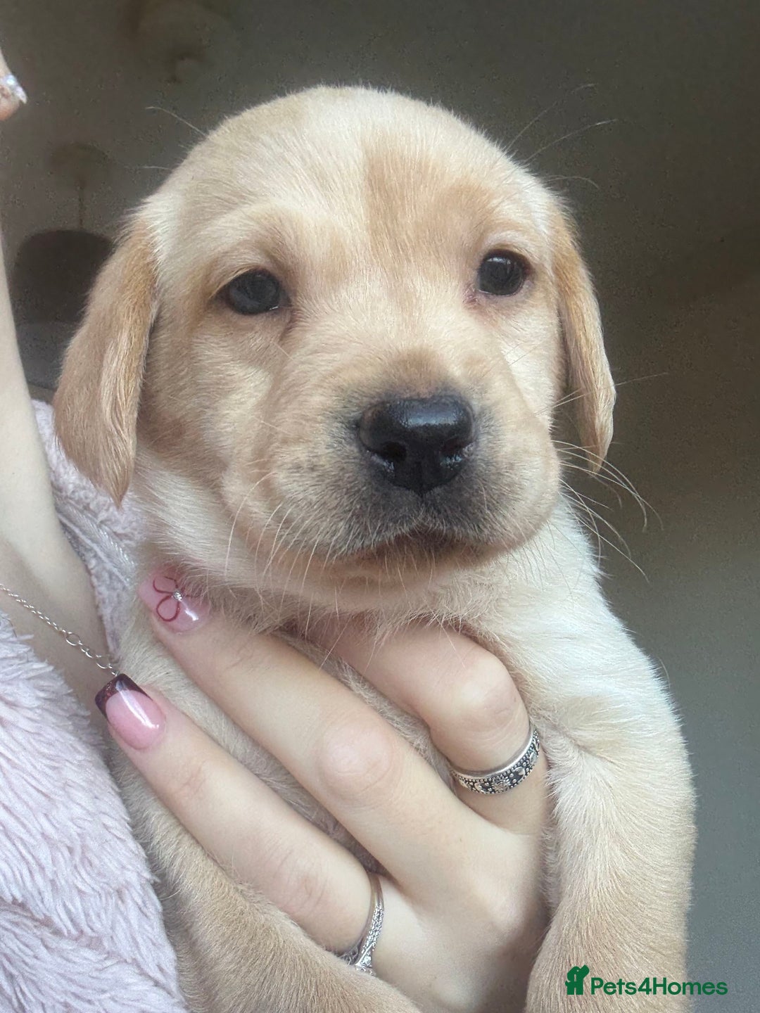 Labrador Retriever dogs for sale: Labrador puppies.  - Advert 36