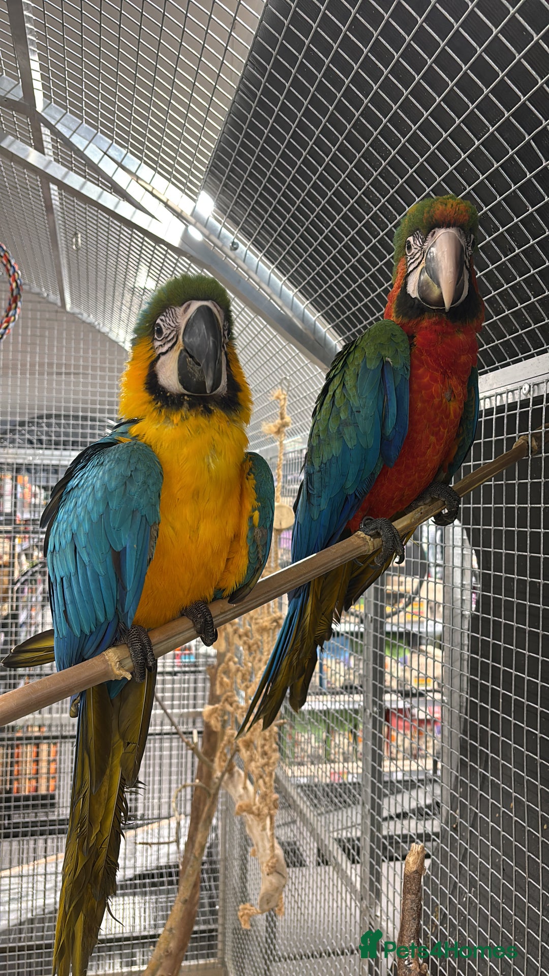 Macaws birds for sale: Variety of handreared tame baby macaws  - Advert 6