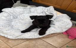Miniature Schnauzer dogs for sale: KC REG RARE BLACK MINIATURE SCHNAUZER PUPPIES  - Image 12