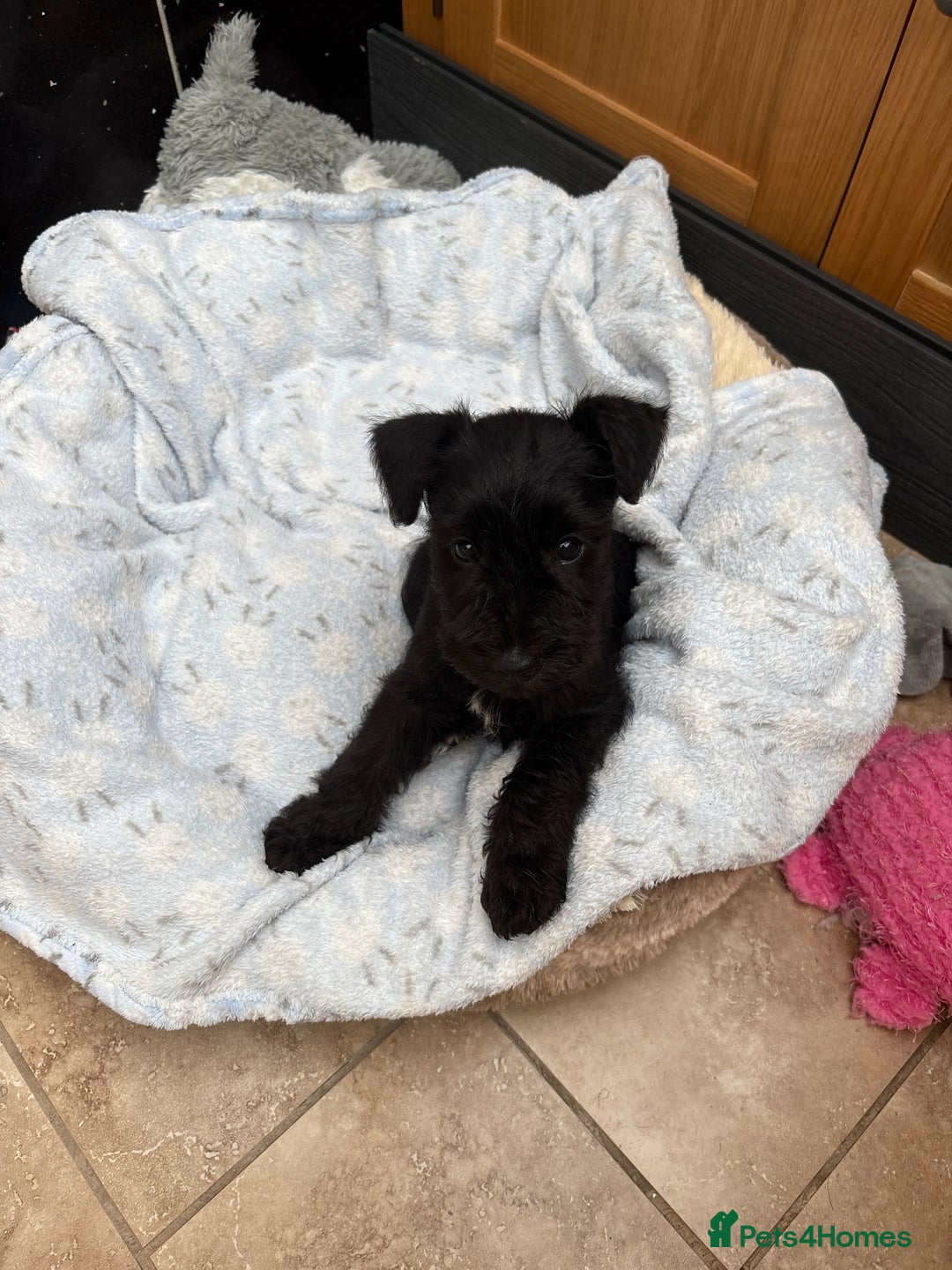 Miniature Schnauzer dogs for sale: KC REG RARE BLACK MINIATURE SCHNAUZER PUPPIES  - Image 12