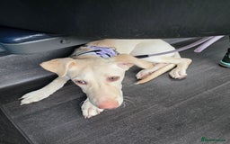 Mixed Breed dogs for sale: Reluctant sale - Image 4
