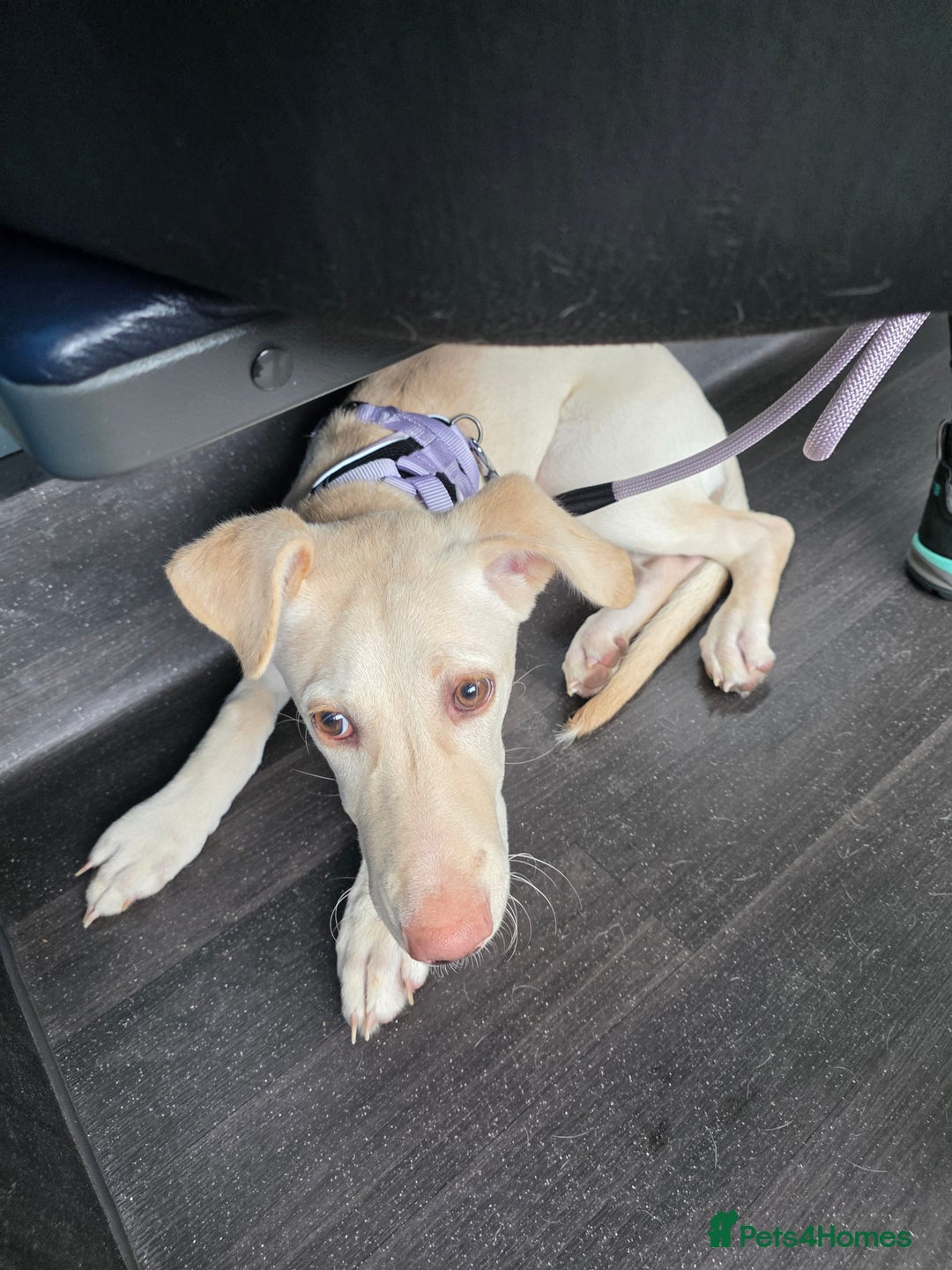 Mixed Breed dogs for sale: Reluctant sale - Image 4