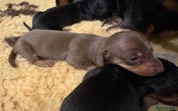 Miniature Dachshund dogs for sale: Miniature dachshund puppies  - Image 6